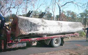 Transporting a very old Blue Gum